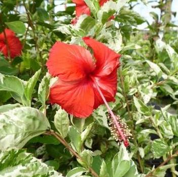 Hibiscus rosa-sinensis 'Snow Queen'