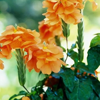 Crossandra infundibuliformis