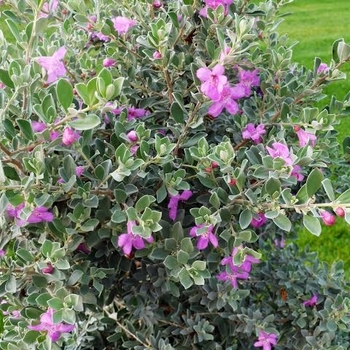 Leucophyllum frutescens