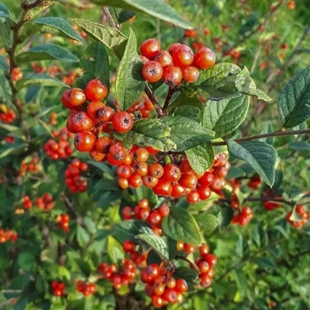 Cotoneaster franchetii