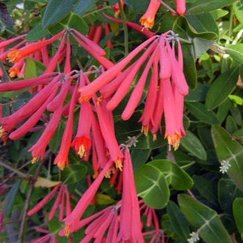 Lonicera sempervirens 'Honey Coral'