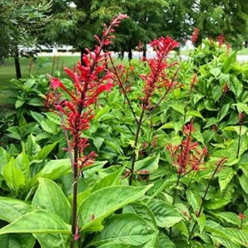 Odontonema strictum