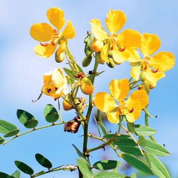 Senna mexicana var. chapmanii