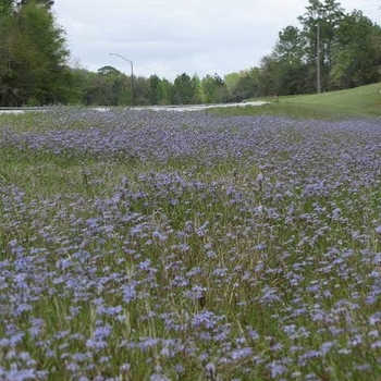Sisyrinchium angustifolium