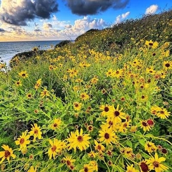 Helianthus debilis