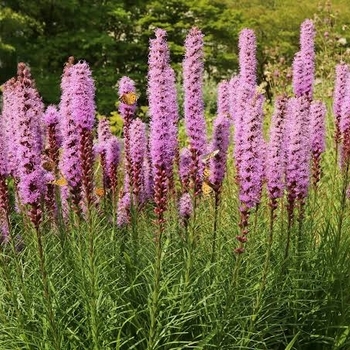 Liatris gracilis
