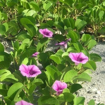 Ipomoea pes-Caprae 'Pes-Caprae'