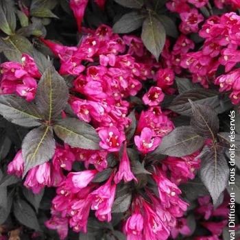 Weigela florida 'Veirwig3'