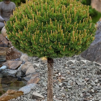 Pinus mugo 'Slowmound'