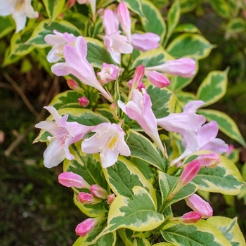 Weigela florida 'Variegata Nana'