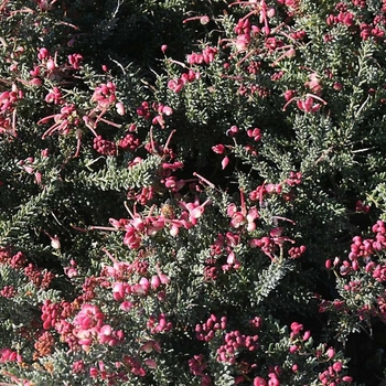 Grevillea lanigera 'Coastal Gem'