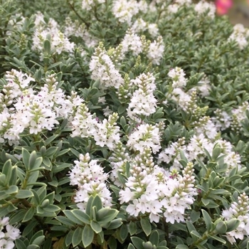 Hebe pinguifolia 'Sutherlandii'