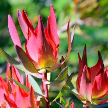 Leucadendron salignum 'Summer Red'
