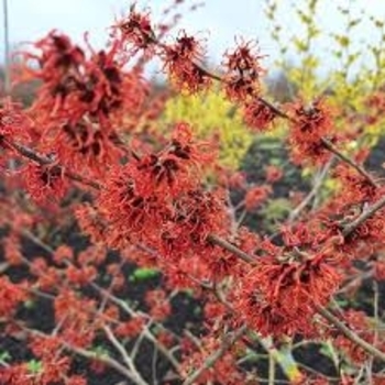 Hamamelis x intermedia 'Rubin' 