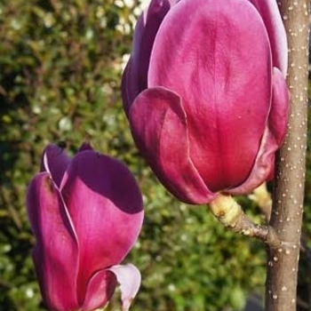 Magnolia 'Vulden™ (Shiraz)'