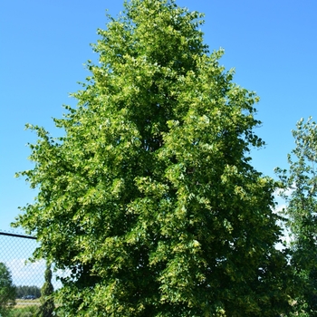 Tilia x flavescens 'Dropmore' 