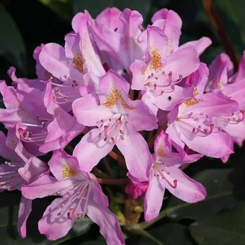 Rhododendron maximum 'Roseum'