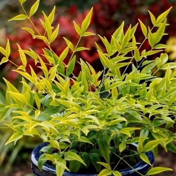 Nandina domestica 'Brightlight' PPAF