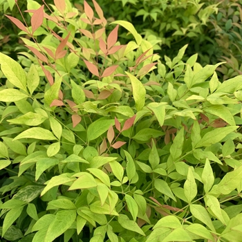 Nandina domestica 'Nansid11' PP34614