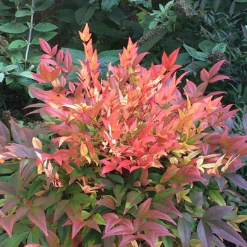 Nandina domestica 'Sunset Boulevard' PP26002