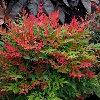 Nandina domestica 'Burgundy Wine' 