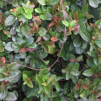 Viburnum suspensum