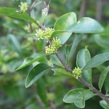 Forestiera segregata