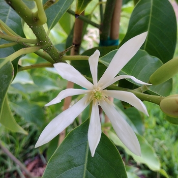 Michelia champaca 'Alba'