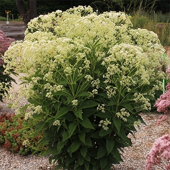 Eupatorium 'Monarch Madness® White'