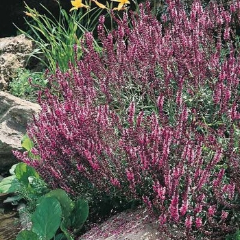 Salvia pratensis 'Rose Queen'