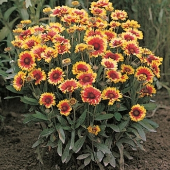 Gaillardia x grandiflora 'Goblin'