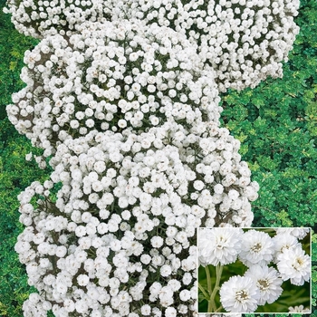 Achillea ptarmica 'Versdidem' PP33484
