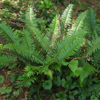Polystichum 'Multiple Varieties' 