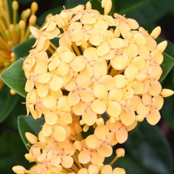 Ixora coccinea 'Sunset'