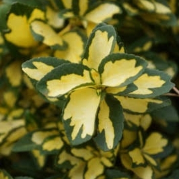 Euonymus fortunei 'Summer Runner' Mickaela PP16789