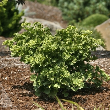 Ginkgo biloba 'Anny's Dwarf'