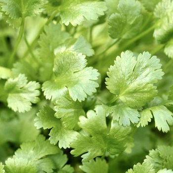 Coriandrum sativum 'Calypso'