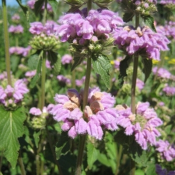 Phlomis cashmeriana