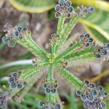 Kalanchoe delagoensis