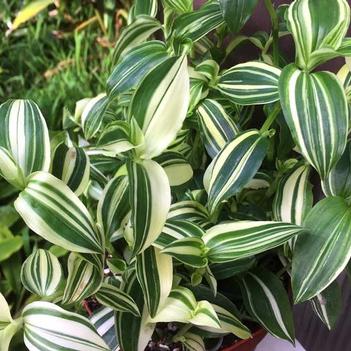 Tradescantia fluminensis 'Rainbow'
