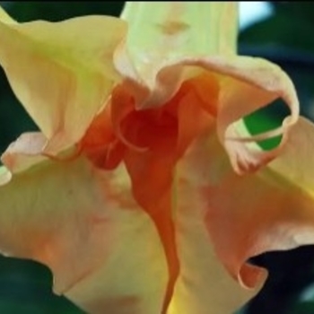 Brugmansia
