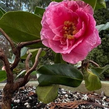 Camellia x vernalis 'Egao Corkscrew' 