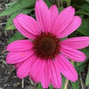 Echinacea purpurea 'Vintage Hot Pink' PP26897P2