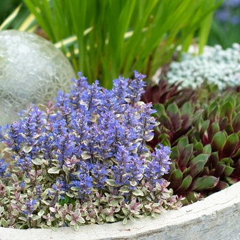 Ajuga tenorii 'Piotrek01' 