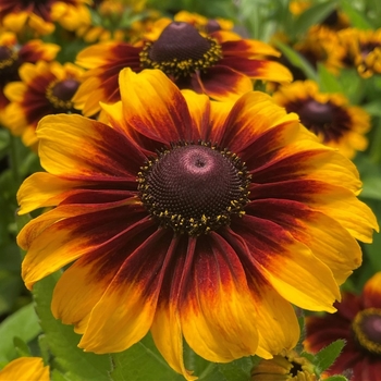 Rudbeckia hirta 'Rustic' PP23333P2