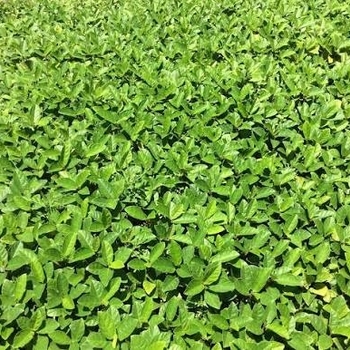 Ficus Tikoua