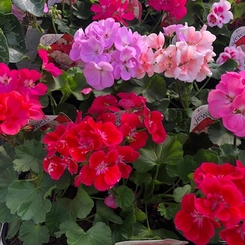 Pelargonium