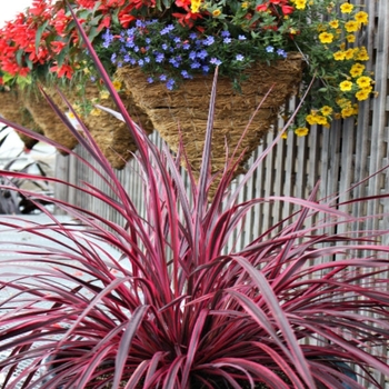 Cordyline banksii x pumilio 'CorBzr01' PPAF