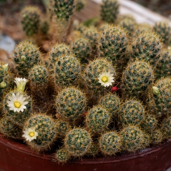Mammillaria elongata