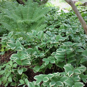 Polygonatum odoratum var. thunbergii 'Variegatum'